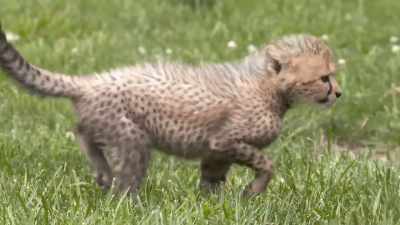 These are baby cheetahs,
it's their first day outside. - Secrets of the Zoo