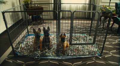 These are Charlie 's puppies. - Max 2: White House Hero