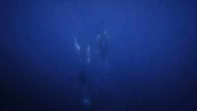 "These are different
than conversational clicks..." - Secrets of the Whales
