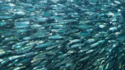 These are fish from the open ocean, - Seven Worlds, One Planet