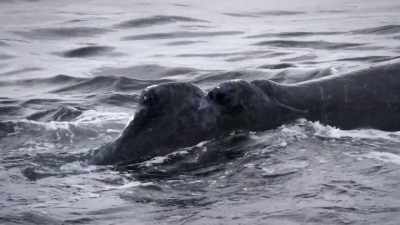 These are highly social animals, maybe
even more than we ever comprehended. - Secrets of the Whales