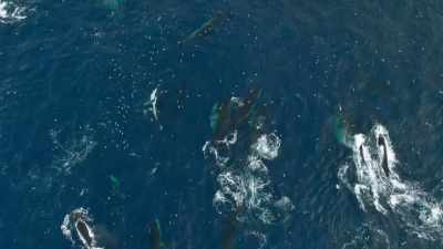 These are mostly fin whales,
up to 26 metres long. - Seven Worlds, One Planet