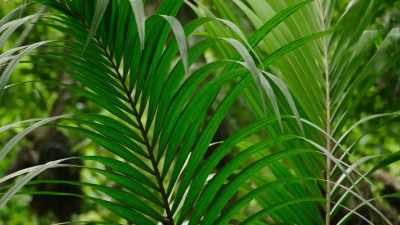 These are nikau, - Modern Dinosaurs