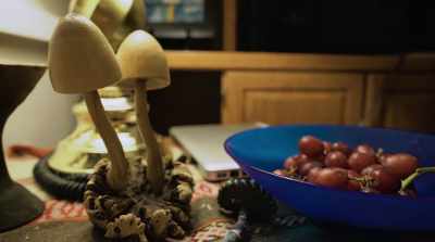 These are not chronic drugs, - Fantastic Fungi