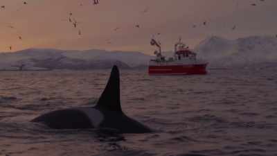 These are not innate traits
that they're born with. - Secrets of the Whales