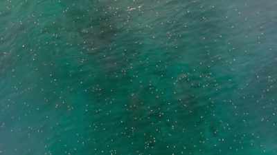 These are olive ridley turtles. - Wild Babies