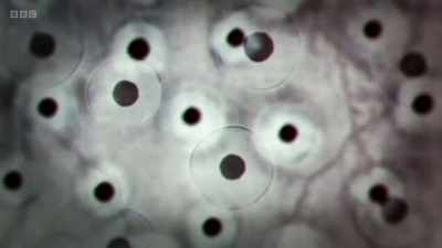 These are our stem cells, and they
do have the ability to multiply - - The Human Body: Secrets of Your Life Revealed
