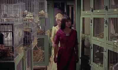 - These are my pets. - The Reptile