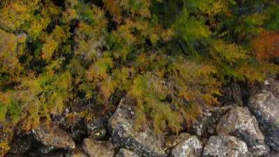 These are southern beech trees... - David Attenborough's Tasmania