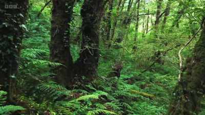 These are temperate rainforests. - Wild Isles