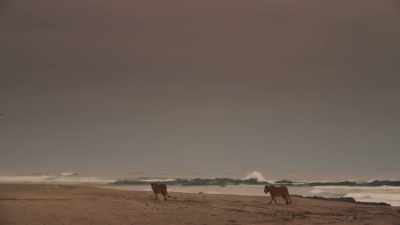 These are the first to be seen - Planet Earth III