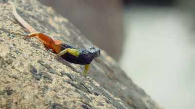 These are the main home - Attenborough's Life in Colour
