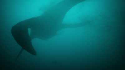 These are the only animals
to have evolved teeth to feed in this way. - Prehistoric Planet
