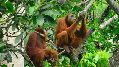 These are the only wild orangutans - Our Great National Parks