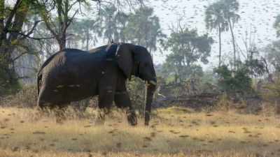 These are the world's largest
terrestrial land mammals - In the Footsteps of Elephant
