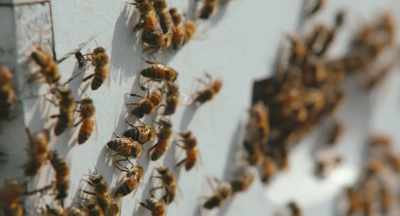 These are very problematic
for bees, - The Pollinators