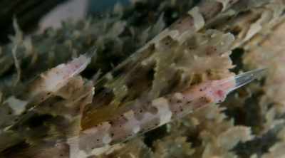 - These are way thicker
than the lionfish, - Kings of Pain