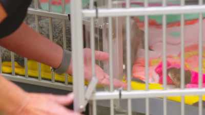 These babies came to us when
they were two weeks old, - Secrets of the Zoo