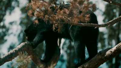THESE BEARS OFTEN HAVE
A PALE FACE, - Expedition Mungo