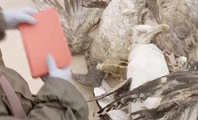 These birds
are found - Geographies of Solitude