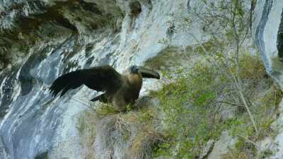 These birds are too heavy
to fly by flapping alone. - Our Great National Parks