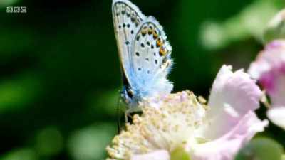 These bluer ones are males. - Wales: Land of the Wild