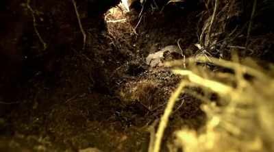 These bullet ants
can fall from trees, - Kings of Pain