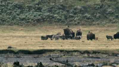 These bulls are not giving up - Yellowstone: One-Fifty