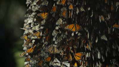 These butterflies show that
the earth has no borders. - One Strange Rock