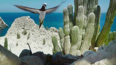 These cardones, however,
have evolved the ability - The Green Planet