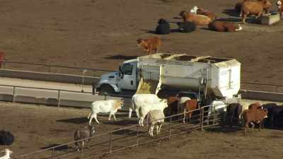 These cattle out here, walking and
grazing is instinctive behavior. - Food and Country