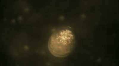 These cells formed a bridge
between Earth and Sun, - Universe