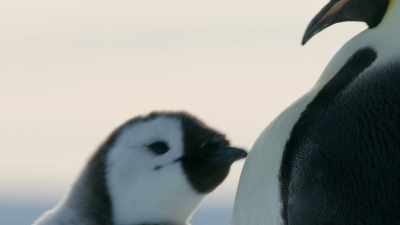 These chicks are almost fully grown, - Dynasties
