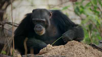 These chimps have learned to use
grass stems as tools - Dynasties