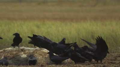 These clever creatures sound the alarm. - Wild Nordic
