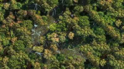 These complex relationships
exist in every woodland, - Wild Isles