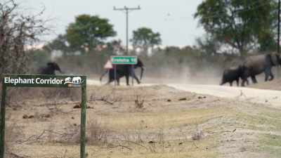These corridors hint at a future - In the Footsteps of Elephant