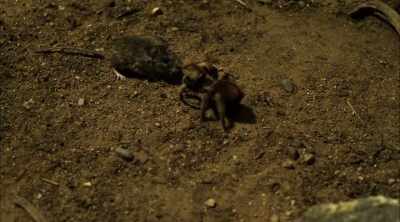 - These crazy arachnids feed
by sucking - Kings of Pain