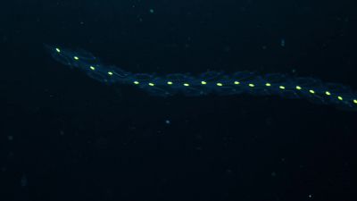 These creatures, some no bigger than a grain of rice... - Earth at Night in Color