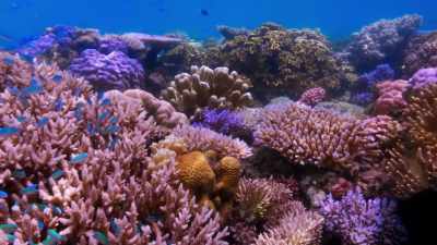 These once crowded submarine cities, - Blue Planet II