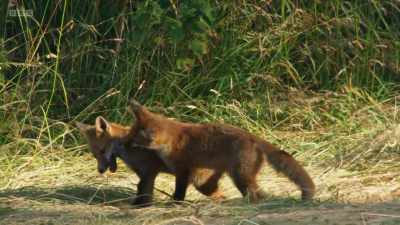 These cubs are only
three months old - Wild Isles