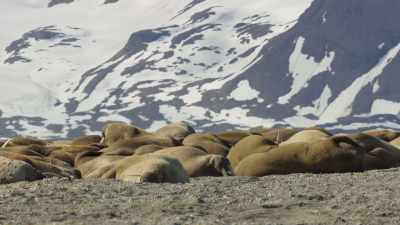 These days,
Svalbard's summer temperatures - Frozen Planet II