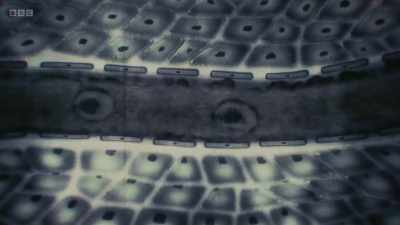These dilate and become
more permeable so fluid - The Human Body: Secrets of Your Life Revealed