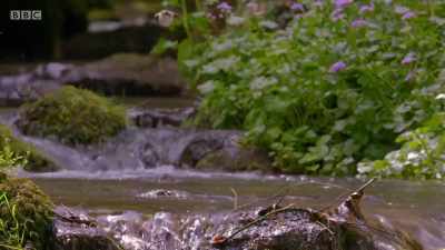 These dippers are parents. - Wales: Land of the Wild