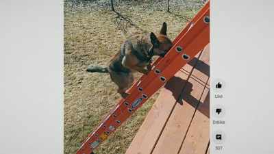 These dogs are climbing ladders,
they're navigating unstable surfaces. - Inside the Mind of a Dog
