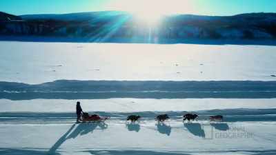 These dogs are made
for this environment - Life Below Zero: First Alaskans