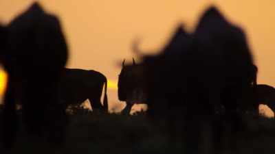 These dramas only continue
because the Serengeti is protected, - Our Planet