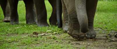 These elephants can't be
released into the wild, - The Last Tourist