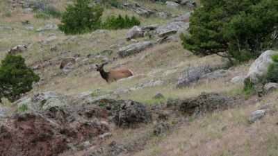 These elk aren't
volunteering for the job - Yellowstone: One-Fifty