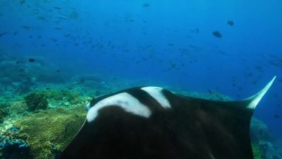 These endangered giants - Our Planet
